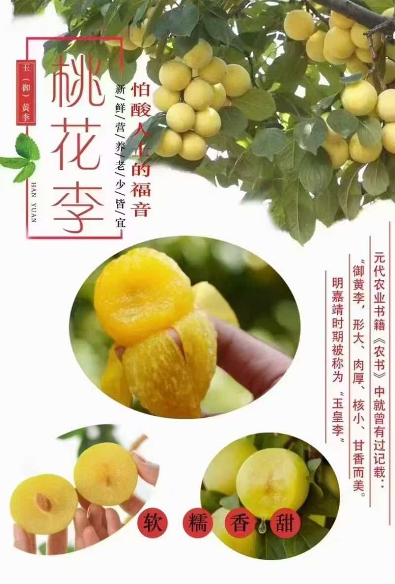 汉源桃花李，冰糖李子