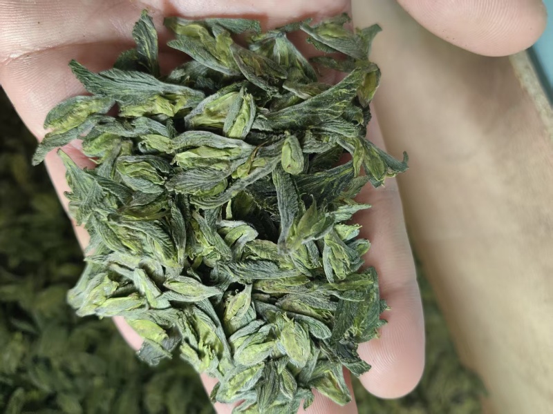 桑叶荼