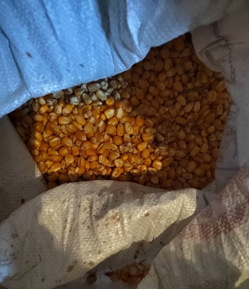 出售玉米不含水分