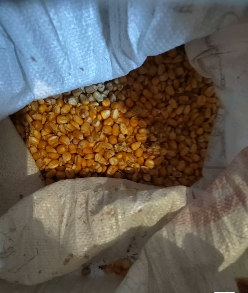 出售玉米不含水分