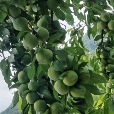 青脆李大量上市有需要的老板请联系。青脆李大量上市