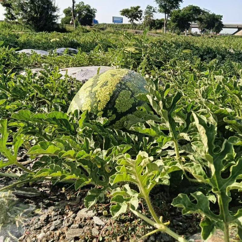 西瓜，宁夏硒砂瓜，石头瓜，大吨位皮薄瓤红耐运输