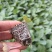 山东寿光精品有机菜花苗，育苗基地直发，货优价廉欢迎咨询