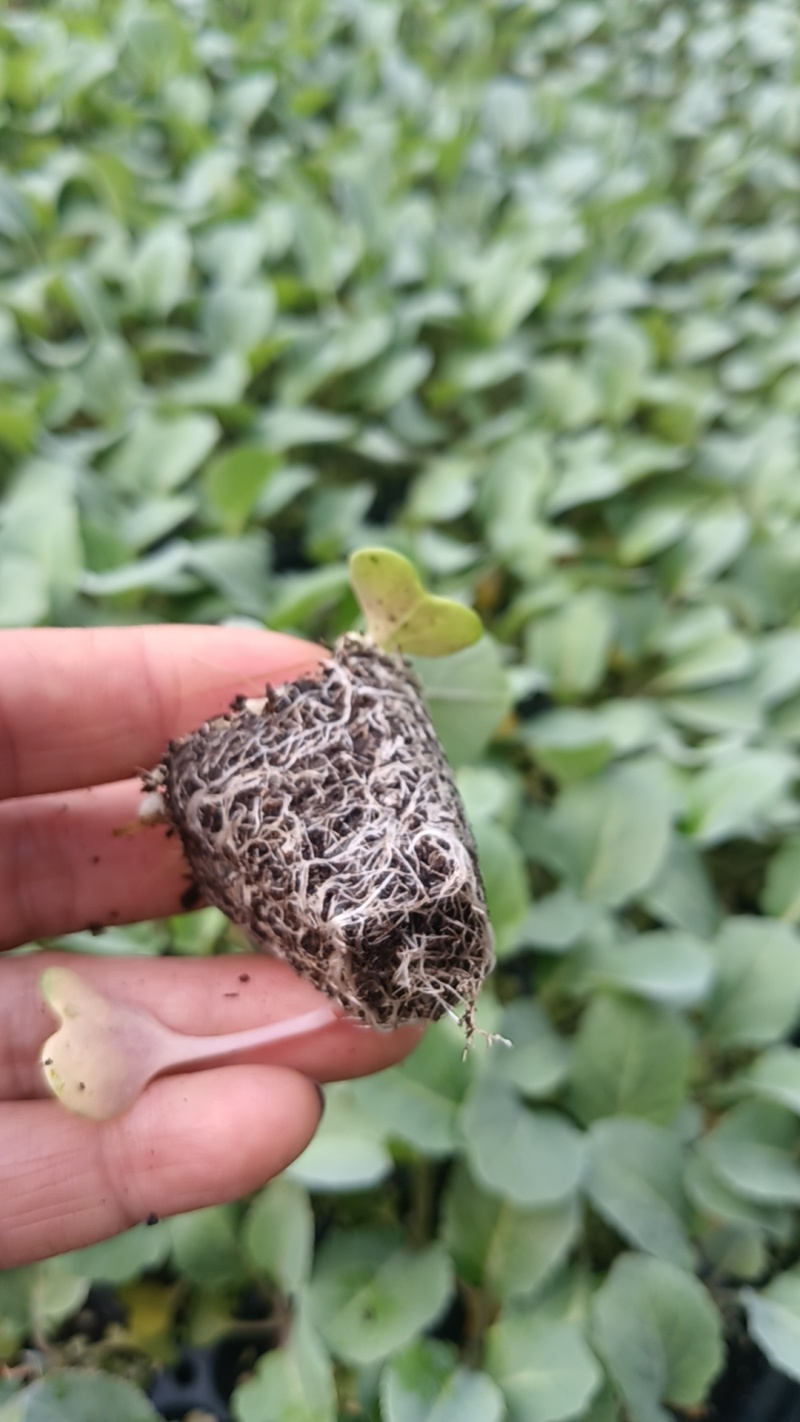 山东寿光精品有机菜花苗，育苗基地直发，货优价廉欢迎咨询
