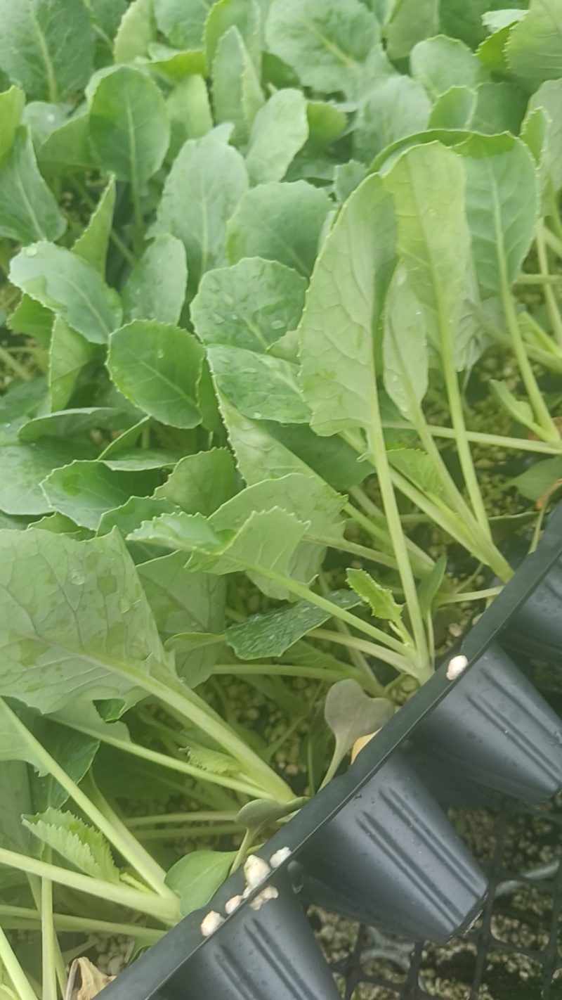 山东寿光精品有机菜花苗，育苗基地直发，货优价廉欢迎咨询