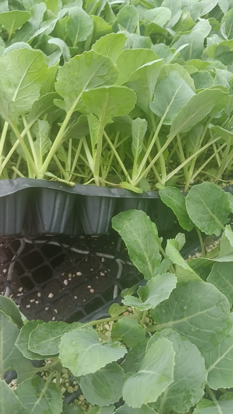 山东寿光精品有机菜花苗，育苗基地直发，货优价廉欢迎咨询