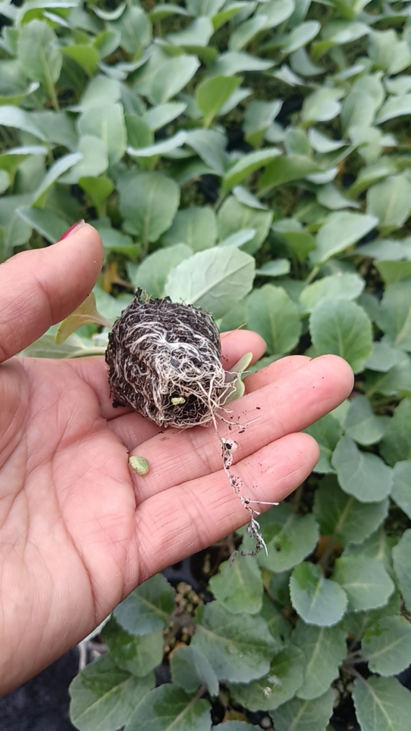 山东寿光精品有机菜花苗，育苗基地直发，货优价廉欢迎咨询