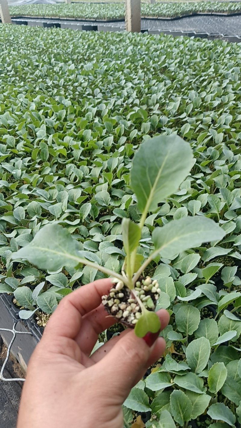 山东寿光精品有机菜花苗，育苗基地直发，货优价廉欢迎咨询