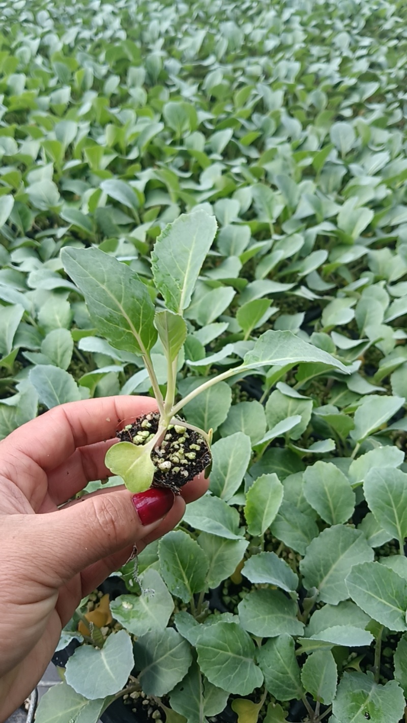 山东寿光精品有机菜花苗，育苗基地直发，货优价廉欢迎咨询