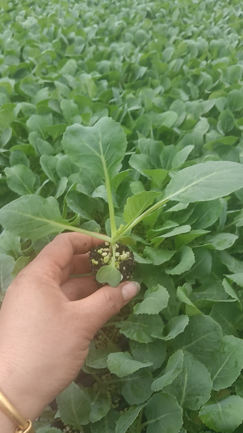 山东寿光精品有机菜花苗，育苗基地直发，货优价廉欢迎咨询