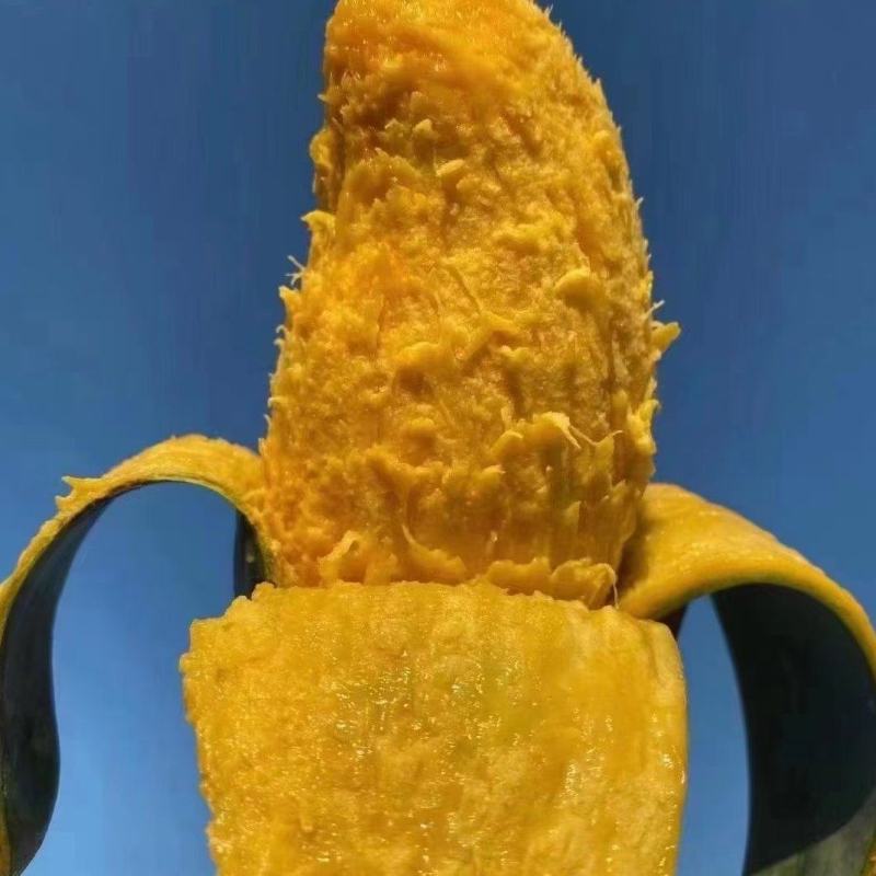 桂七芒