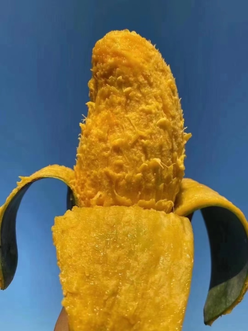 桂七芒