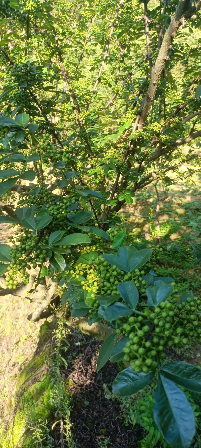 青椒子四川大凉山青椒子无污染大山里鲜青椒子