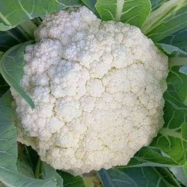 菜花