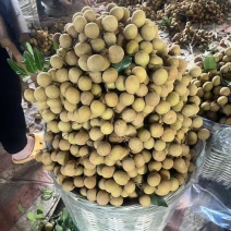 石夹龙眼，百家，园子
