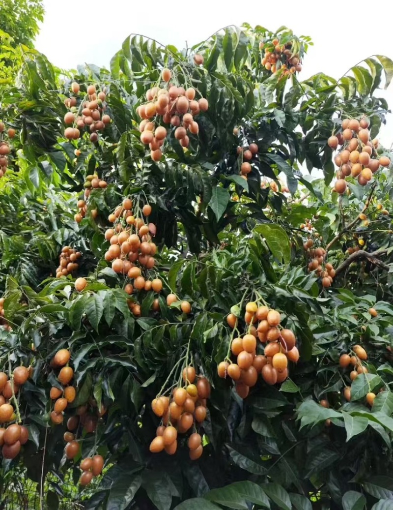 高州鸡心黄皮，百斤起批