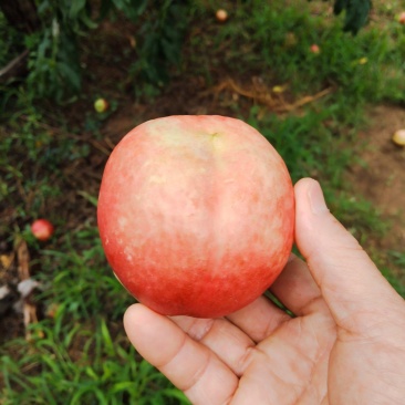 中油20油桃