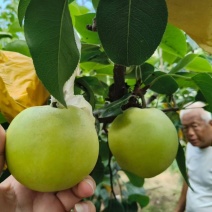 《精品》翠冠梨/翠玉梨/皇冠梨/酥脆梨安徽砀山产区出货