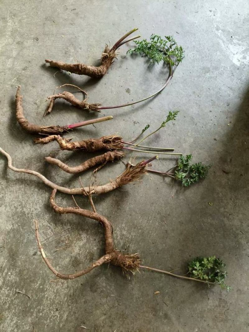 西藏纯野生血当归