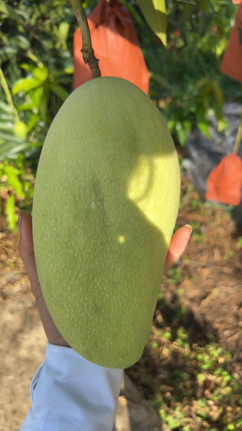 丽江华坪高山金黄芒果