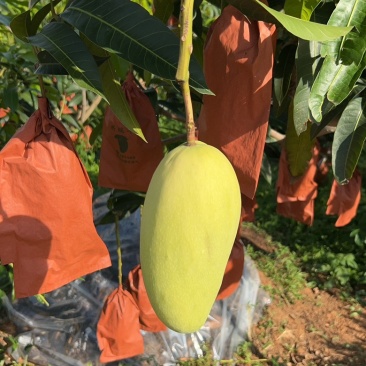 丽江华坪高山金黄芒果