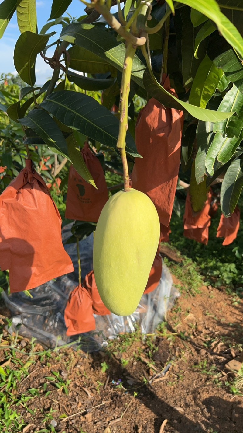 丽江华坪高山金黄芒果