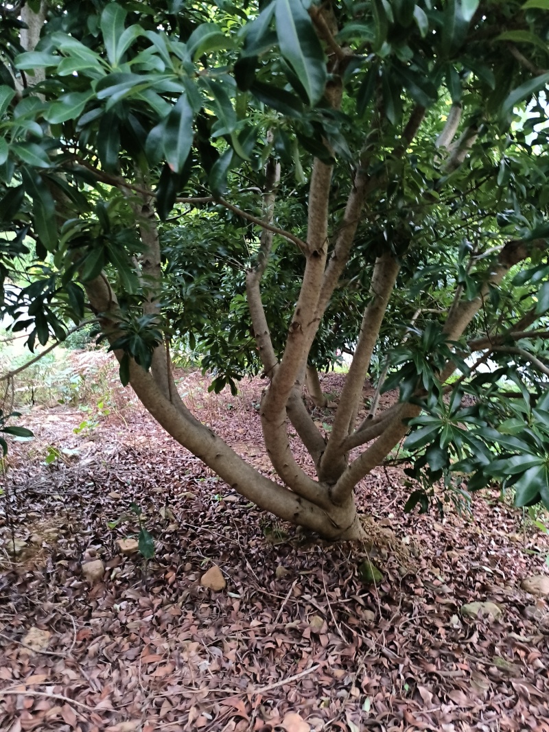 六年起杨梅树