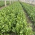 2025年7月9号平度香菜