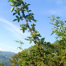 青椒子四川大凉山青椒子无污染大山里鲜青椒子