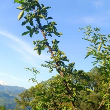 青椒子四川大凉山青椒子无污染大山里鲜青椒子