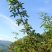 青椒子四川大凉山青椒子无污染大山里鲜青椒子