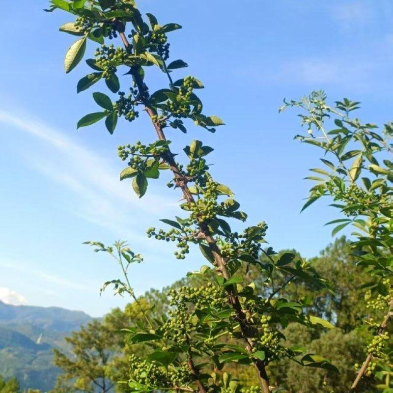 青椒子四川大凉山青椒子无污染大山里鲜青椒子