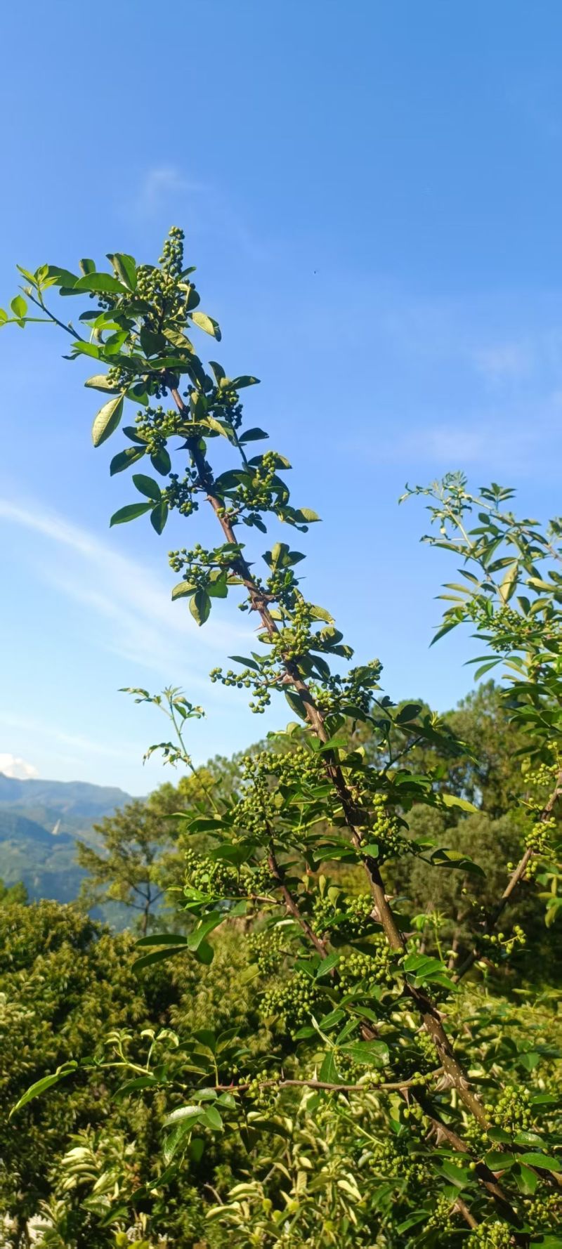 青椒子四川大凉山青椒子无污染大山里鲜青椒子