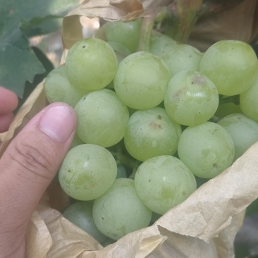 夏黑，京牙，红无核，青无核，纯葡萄酒
