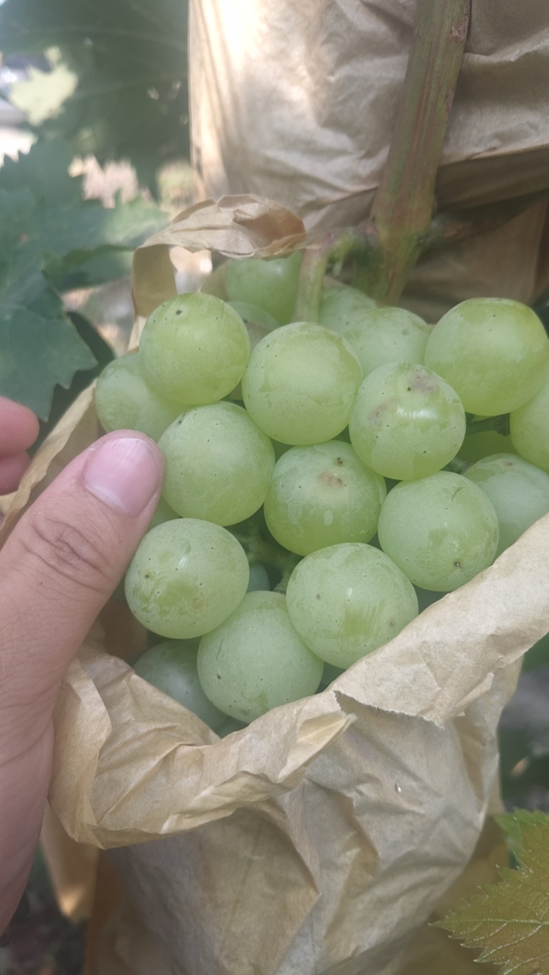 夏黑，京牙，红无核，青无核，纯葡萄酒