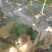 夏黑，京牙，红无核，青无核，纯葡萄酒