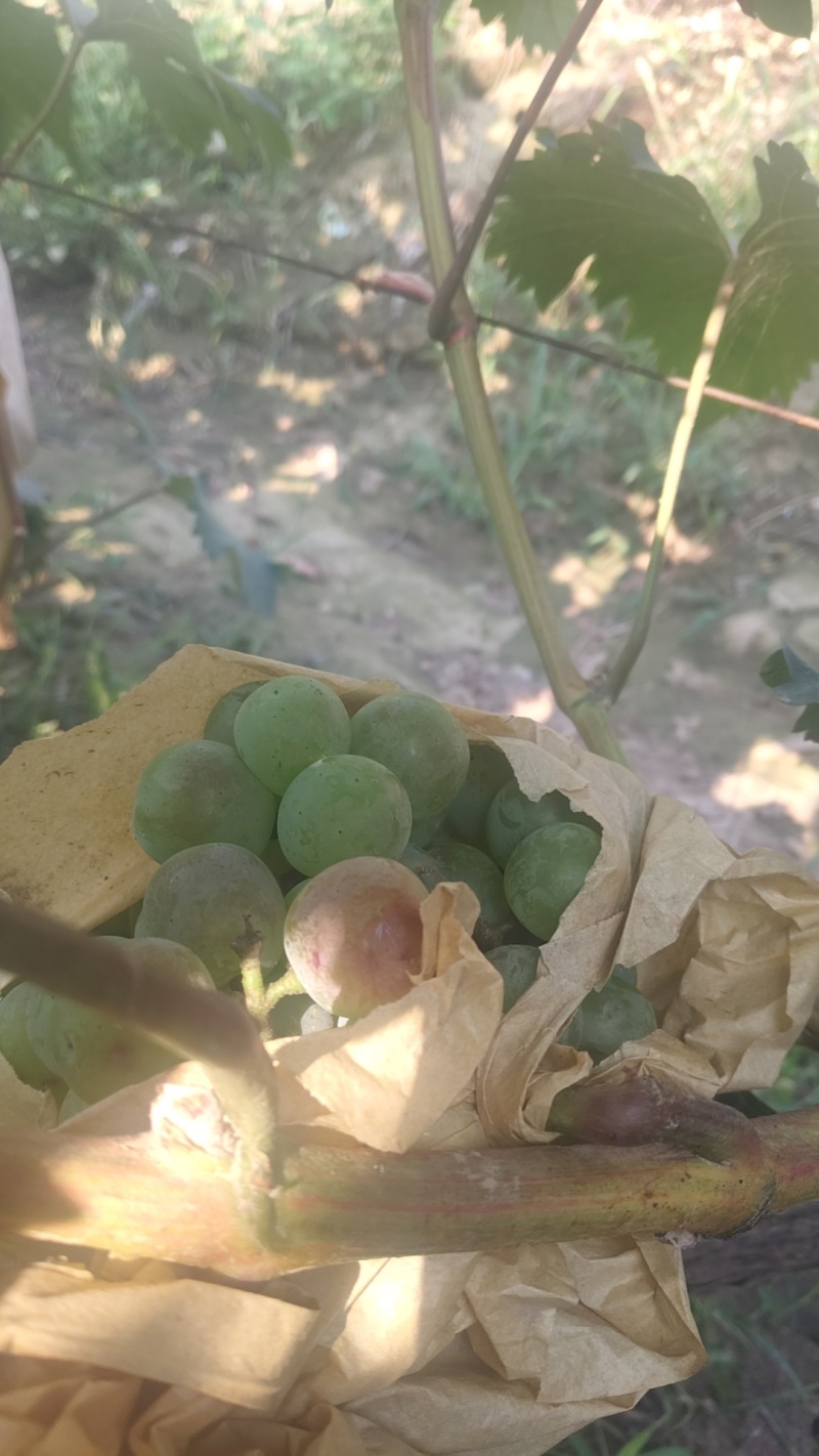 夏黑，京牙，红无核，青无核，纯葡萄酒