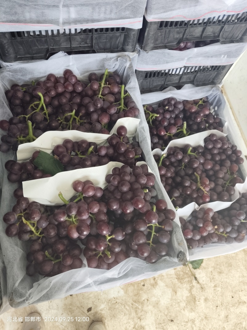 夏黑，京牙，红无核，青无核，纯葡萄酒
