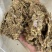 棉籽饼牛羊养殖饲料育肥棉饼有机肥瓜果蔬菜增收增产量大从优