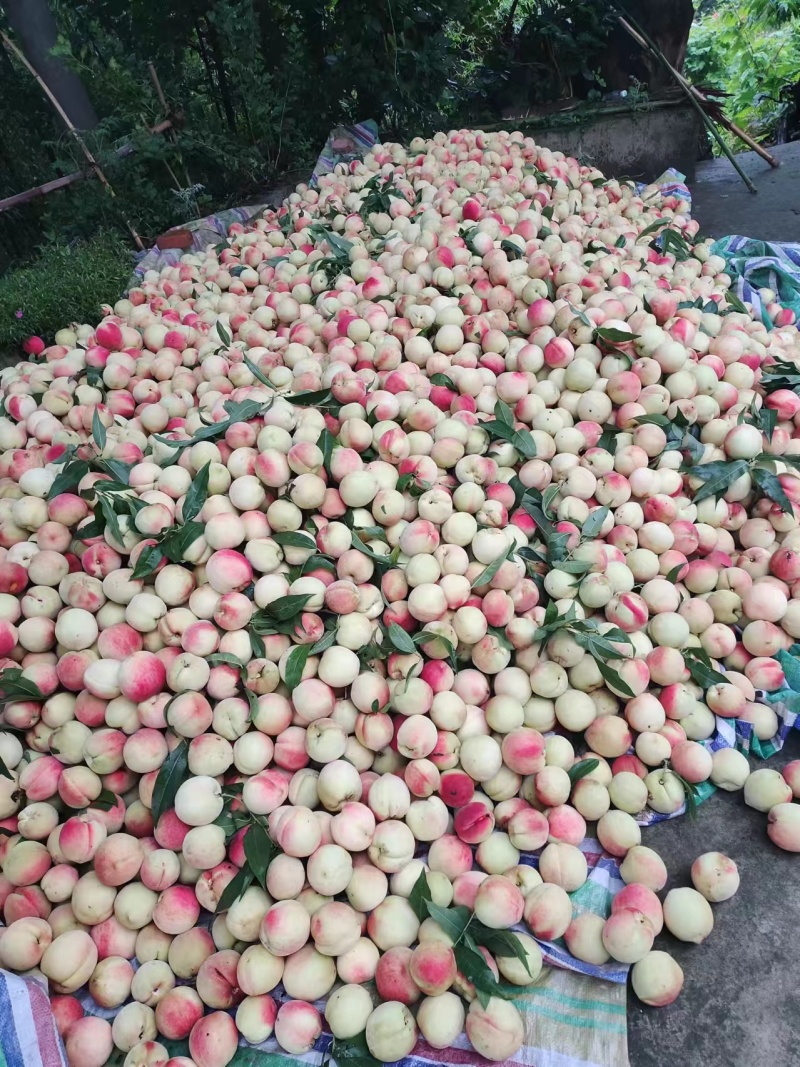 毛桃色靓丽口感脆甜。含糖量高。你心中的桃桃