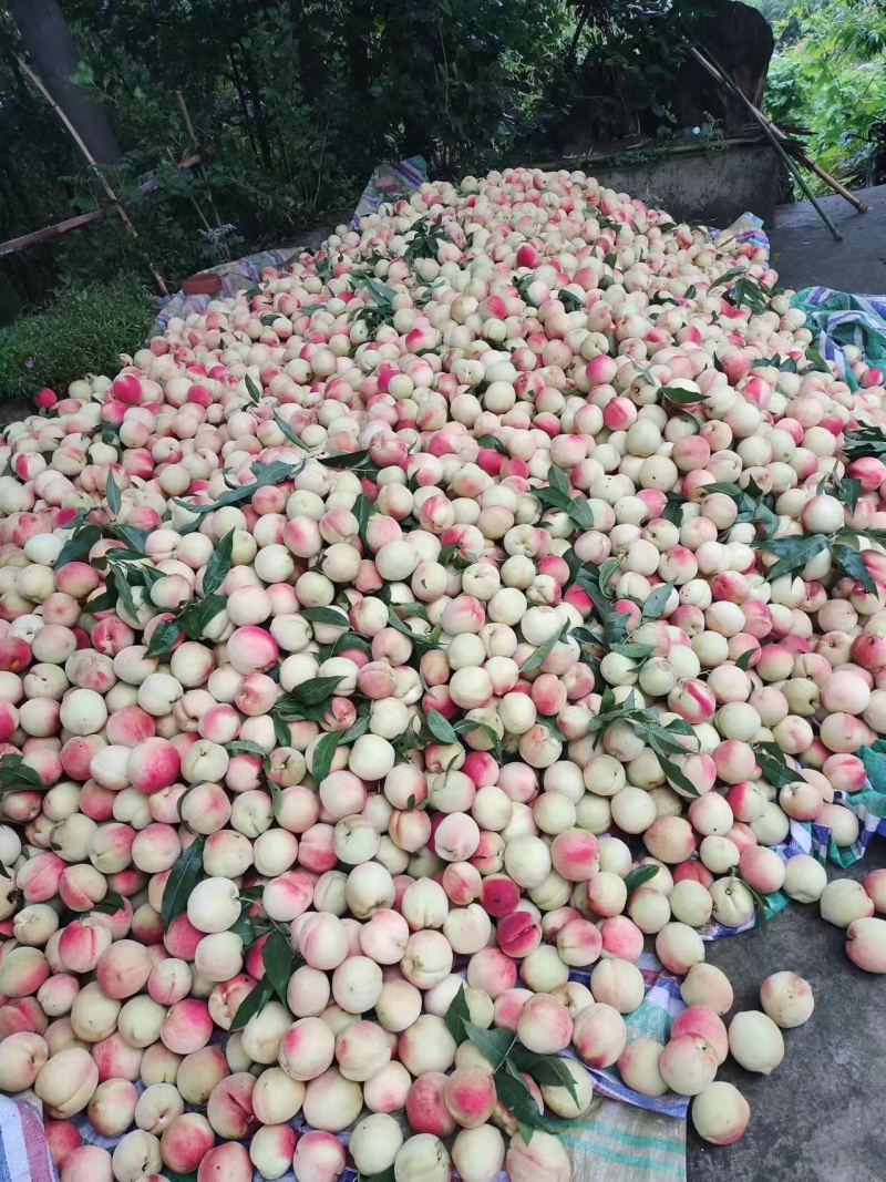 毛桃色靓丽口感脆甜。含糖量高。你心中的桃桃