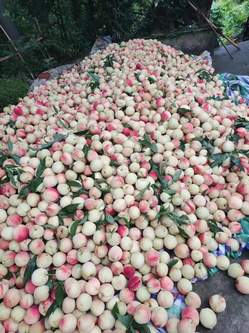 毛桃色靓丽口感脆甜。含糖量高。你心中的桃桃