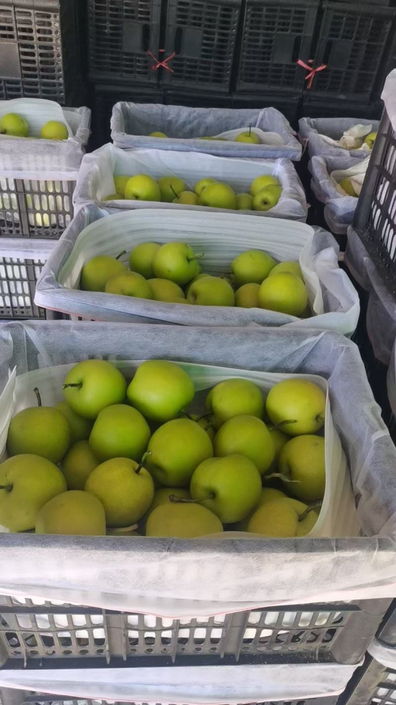 河北赵县新梨七号大量上市供应口感脆甜多汁产地发货发全国
