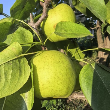 罗江脆冠梨