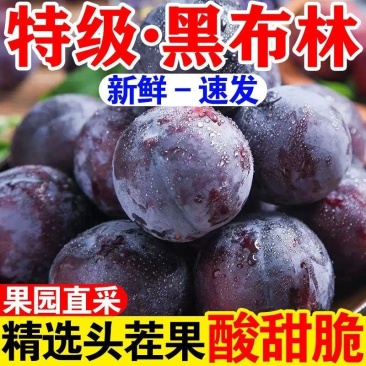 陕西黑布林李子一件代发水果源头直供欢迎电商社团商超
