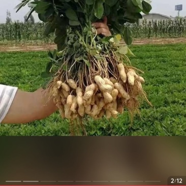 鲜花生