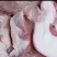 猪肉