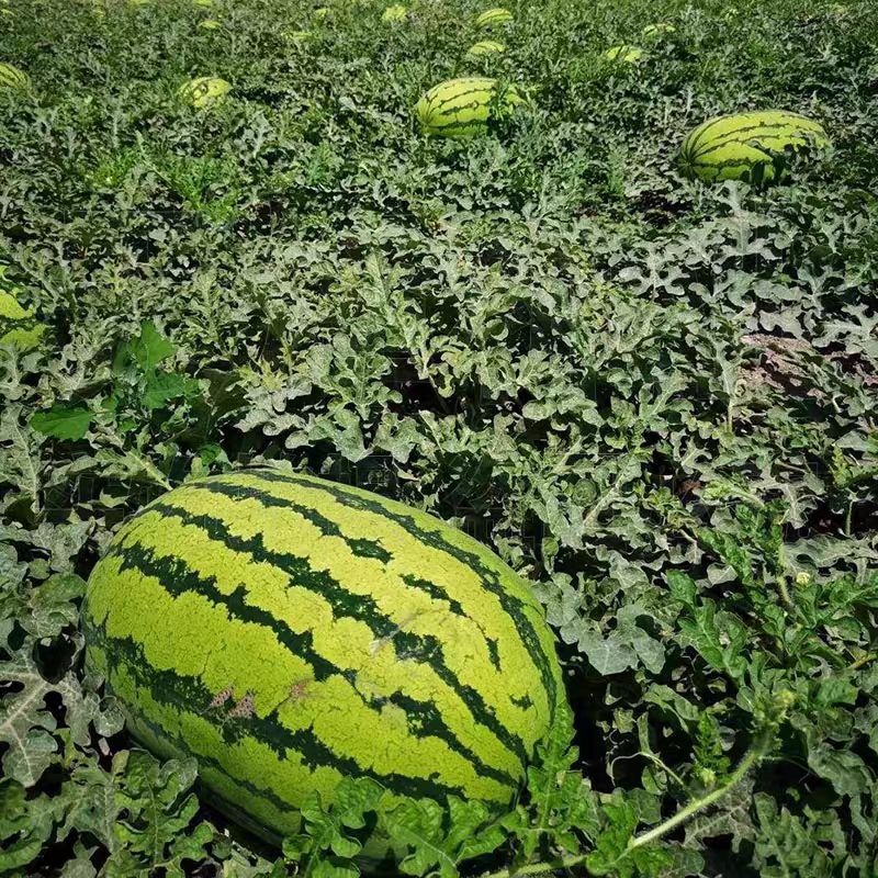 《硒砂瓜》甘肃硒砂瓜/金城五号/产地货源/质量三包代发