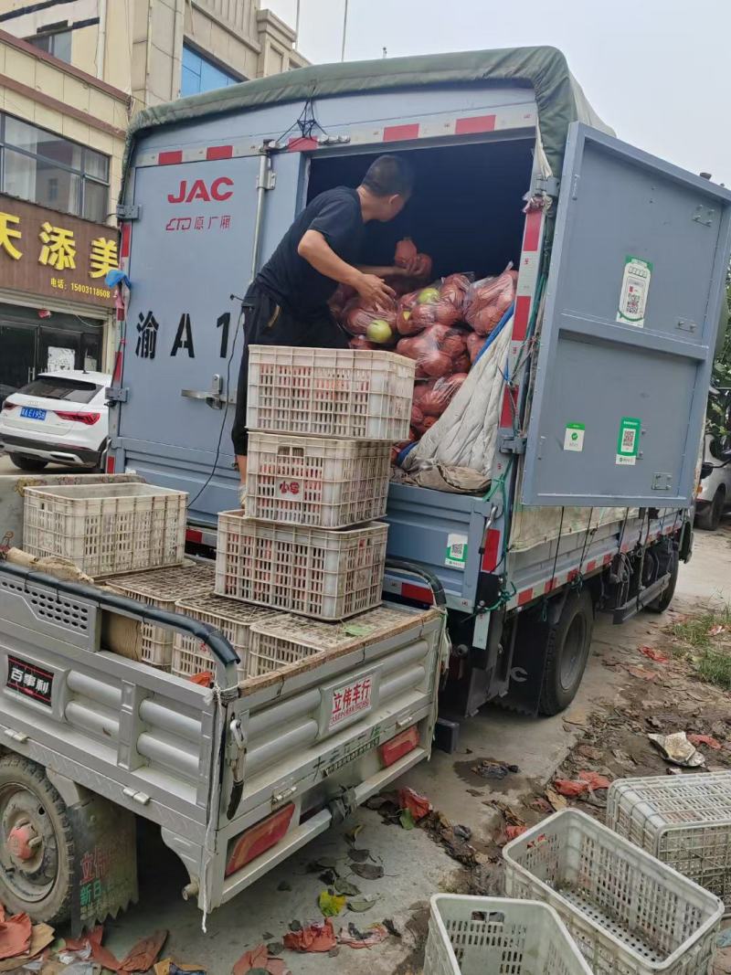 河北赵县精品雪花梨产地发货一手货源批发质量保证价格便宜