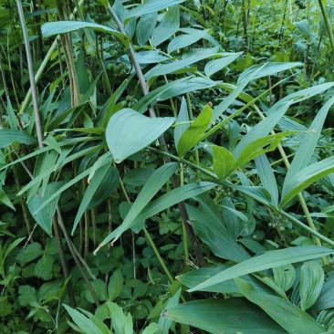 10年以上多花黄精